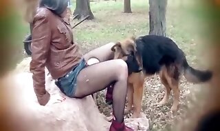 dogs