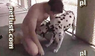 dalmatian