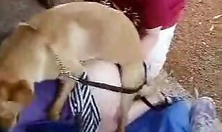 dog porn