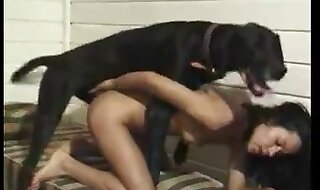 animal porno