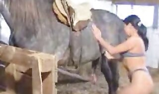 horse xxx