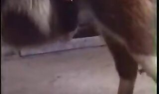 animal porno